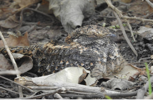 Savanna nightjar